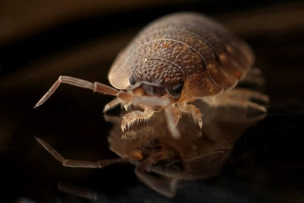 PEST CONTROL WATFORD, Hertfordshire. Pests Our Team Eliminate - Bed Bugs.
