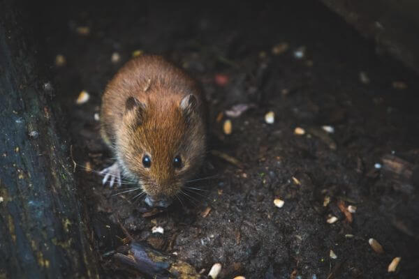 PEST CONTROL WATFORD, Hertfordshire. Pests Our Team Eliminate - Mice.