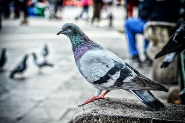 PEST CONTROL WATFORD, Hertfordshire. Pests Our Team Eliminate - Pigeons.