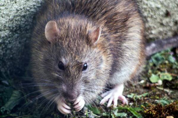 PEST CONTROL WATFORD, Hertfordshire. Pests Our Team Eliminate - Rats.