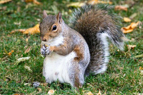 PEST CONTROL WATFORD, Hertfordshire. Services: Squirrel Pest Control. Trust our professional squirrel pest control services to safely remove squirrels from your property.