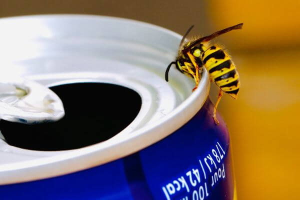PEST CONTROL WATFORD, Hertfordshire. Pests Our Team Eliminate - Wasps.
